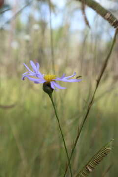 Image of Savannah American-Aster