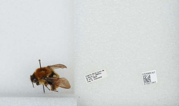 Image of Bombus ephippiatus Say 1837