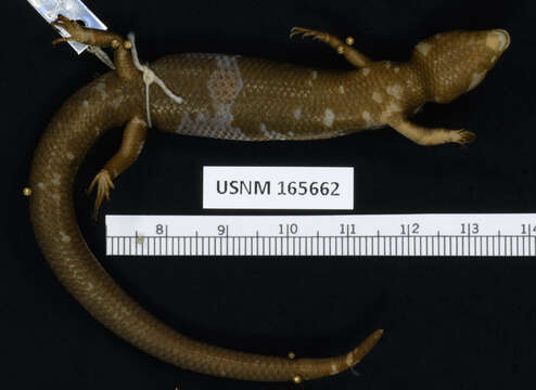 Image of Four-lined Skink