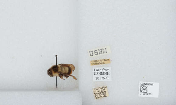 Image of Bombus flavescens Smith 1852