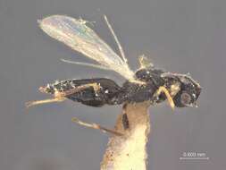 صورة Tetramesa longicornis (Walker 1832)