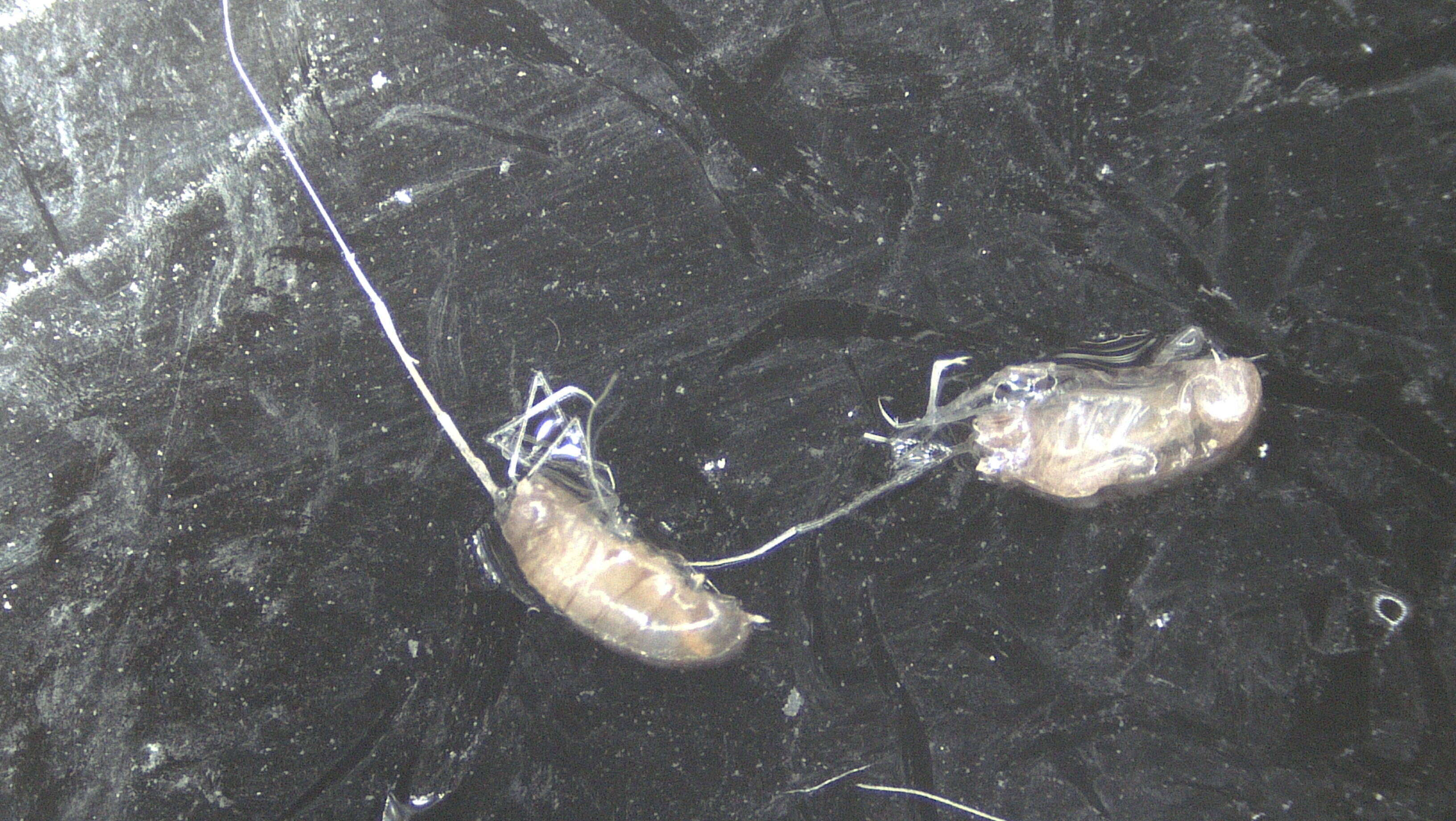 Image of Amphipoda