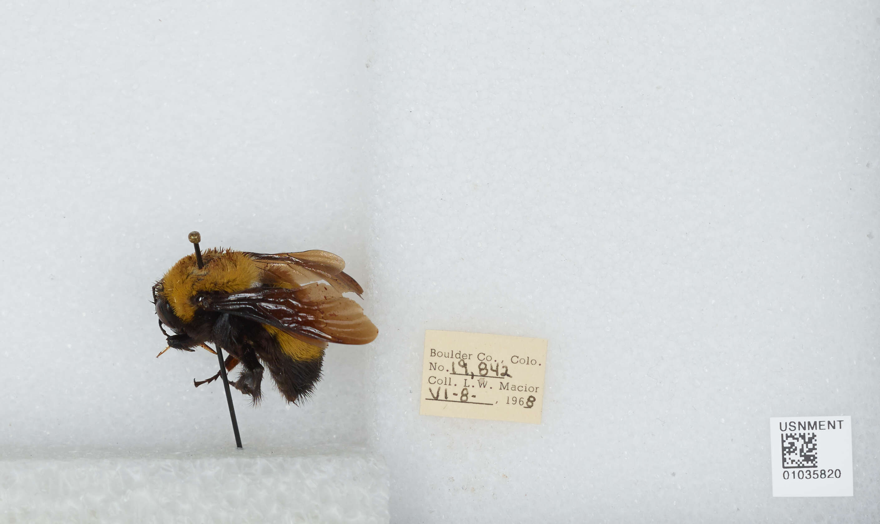 Image of Morrison Bumble Bee