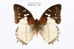 Charaxes hadrianus Ward 1871的圖片