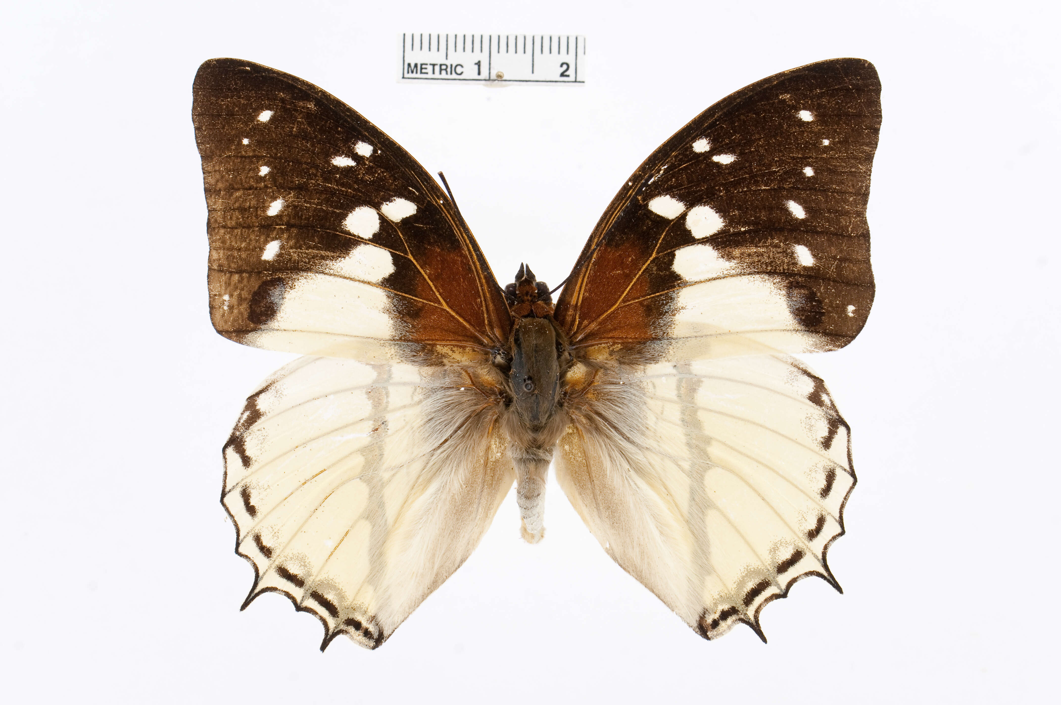 Charaxes hadrianus Ward 1871的圖片