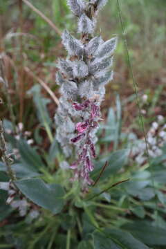 Imagem de Lupinus villosus Willd.