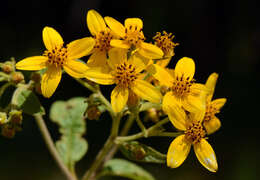 صورة Electranthera mutica (DC.) Mesfin, Crawford & Pruski