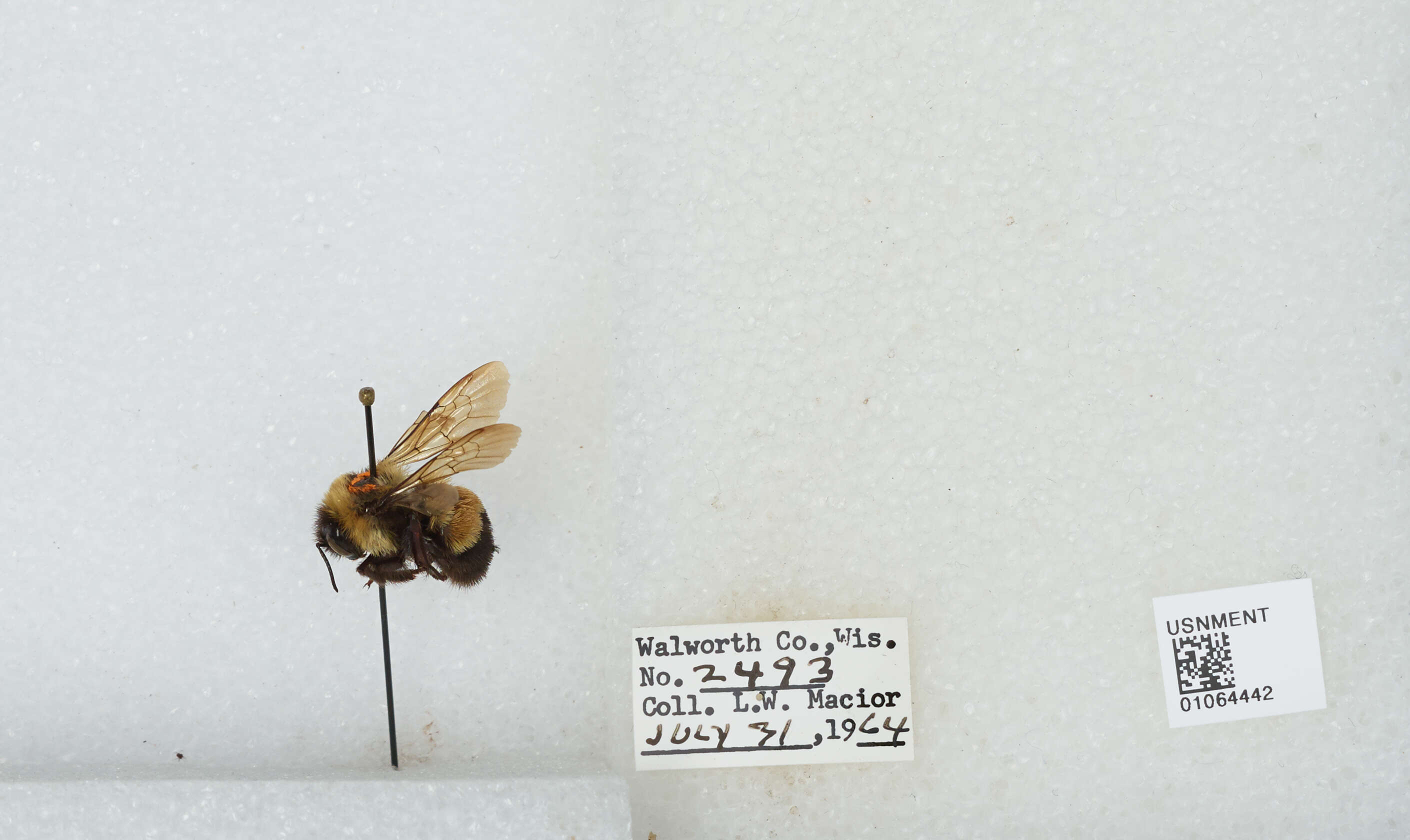 Слика од Bombus affinis Cresson 1864