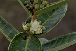 Image of Eugenia bimarginata DC.