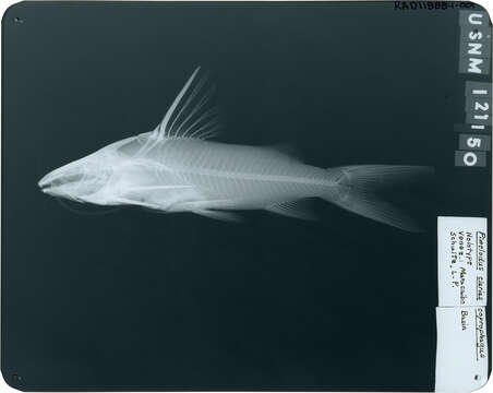 Image of Pimelodus coprophagus Schultz 1944