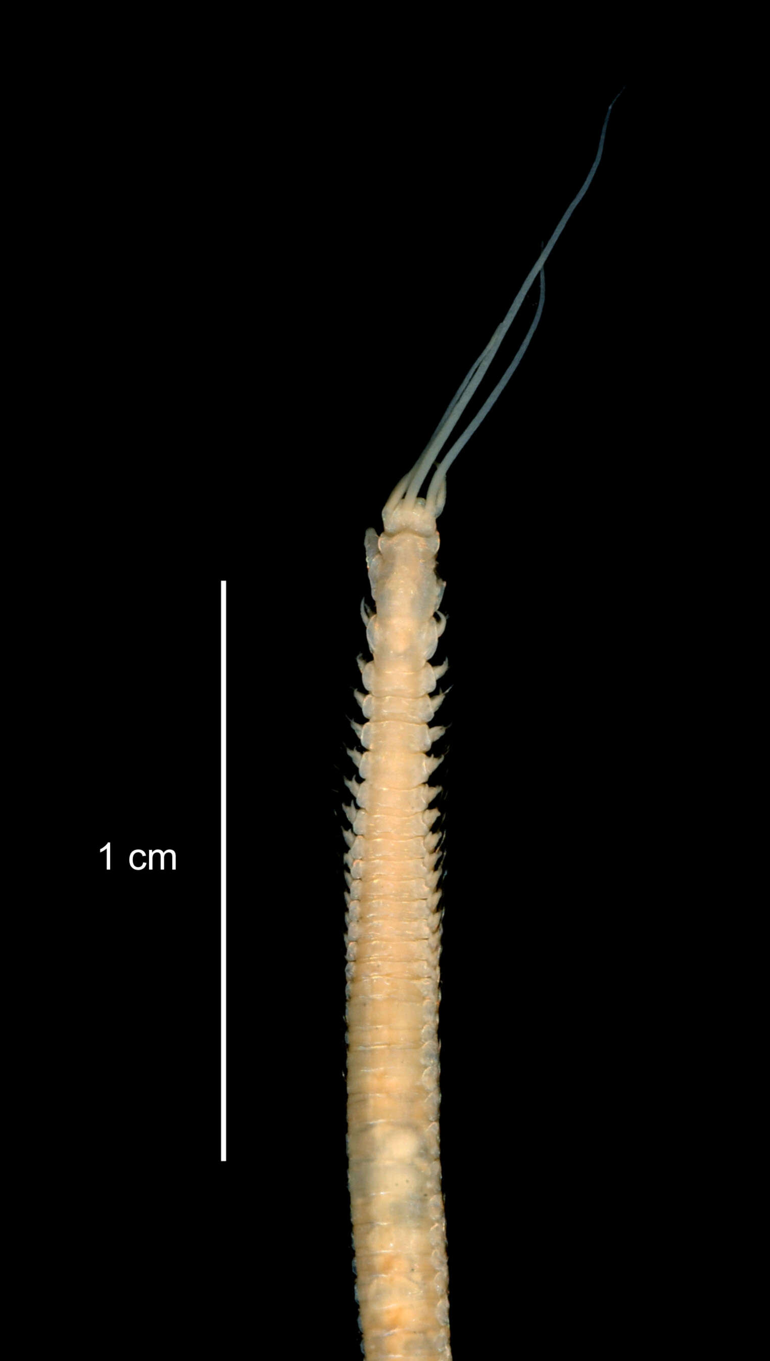 Image of Paronuphis benthaliana (McIntosh 1885)