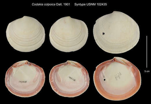 Image of Codakia distinguenda (Tryon 1872)