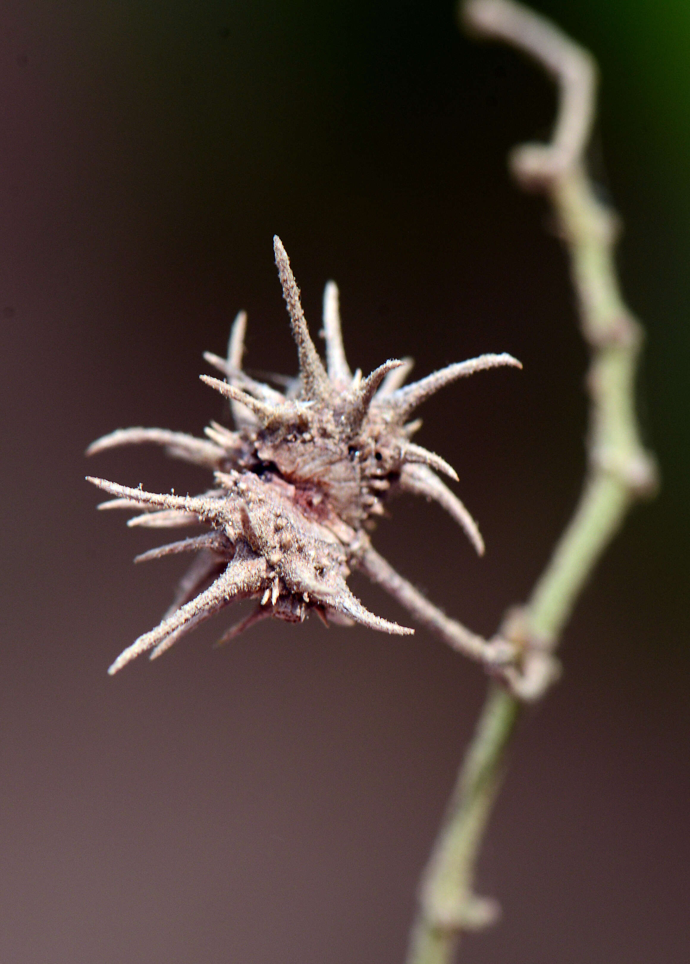 Image of Byttneria aculeata (Jacq.) Jacq.