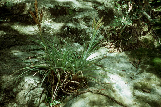 Image of Cardinal Air Plant