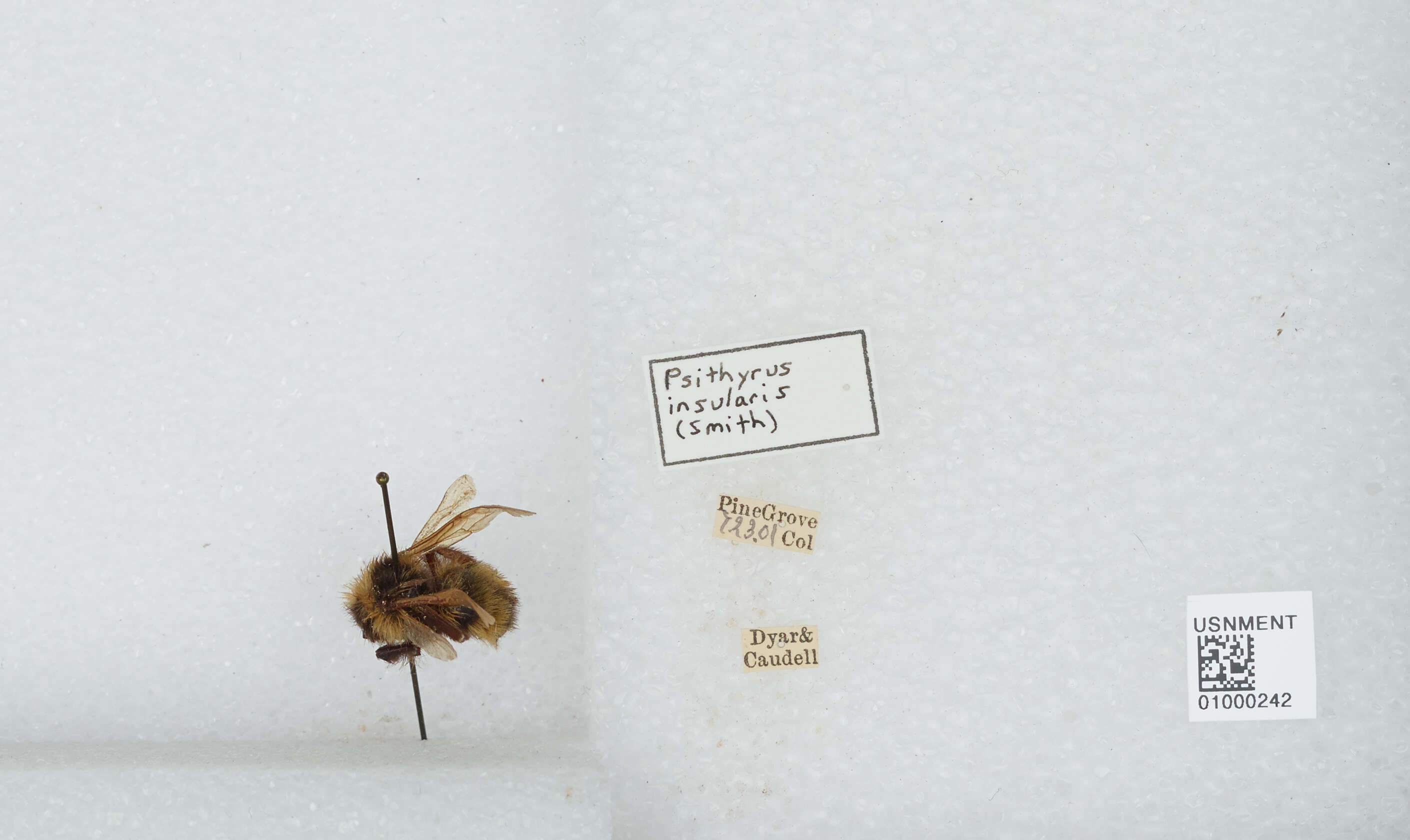 Image de Bombus insularis (Smith 1861)