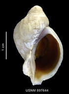 Image of Trophon nucelliformis P. G. Oliver & Picken 1984