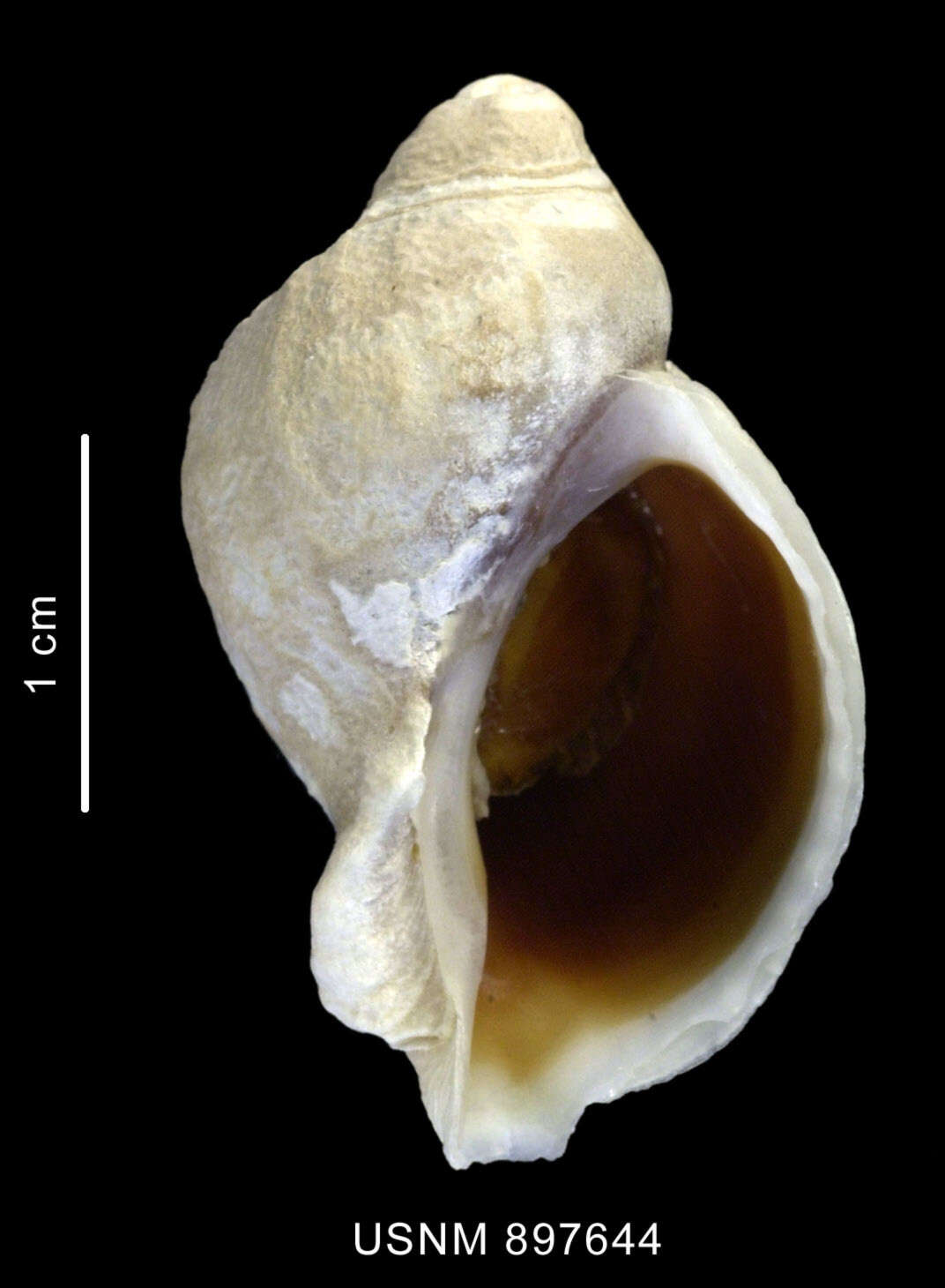 Image of Trophon nucelliformis P. G. Oliver & Picken 1984