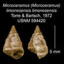 Imagem de <i>Microceramus <i>limonesensis</i></i> limonesensis