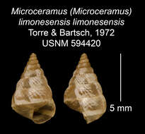 Image of <i>Microceramus <i>limonesensis</i></i> limonesensis