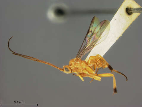 Image of Stantonia flava Ashmead 1904