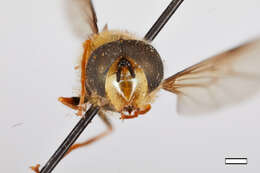 Image of Syrphidae