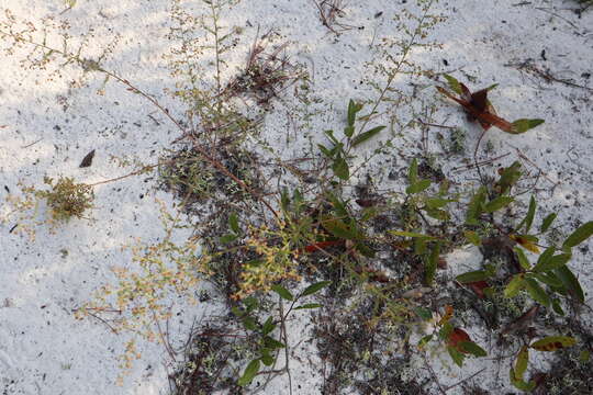 Image of Scrub Pinweed