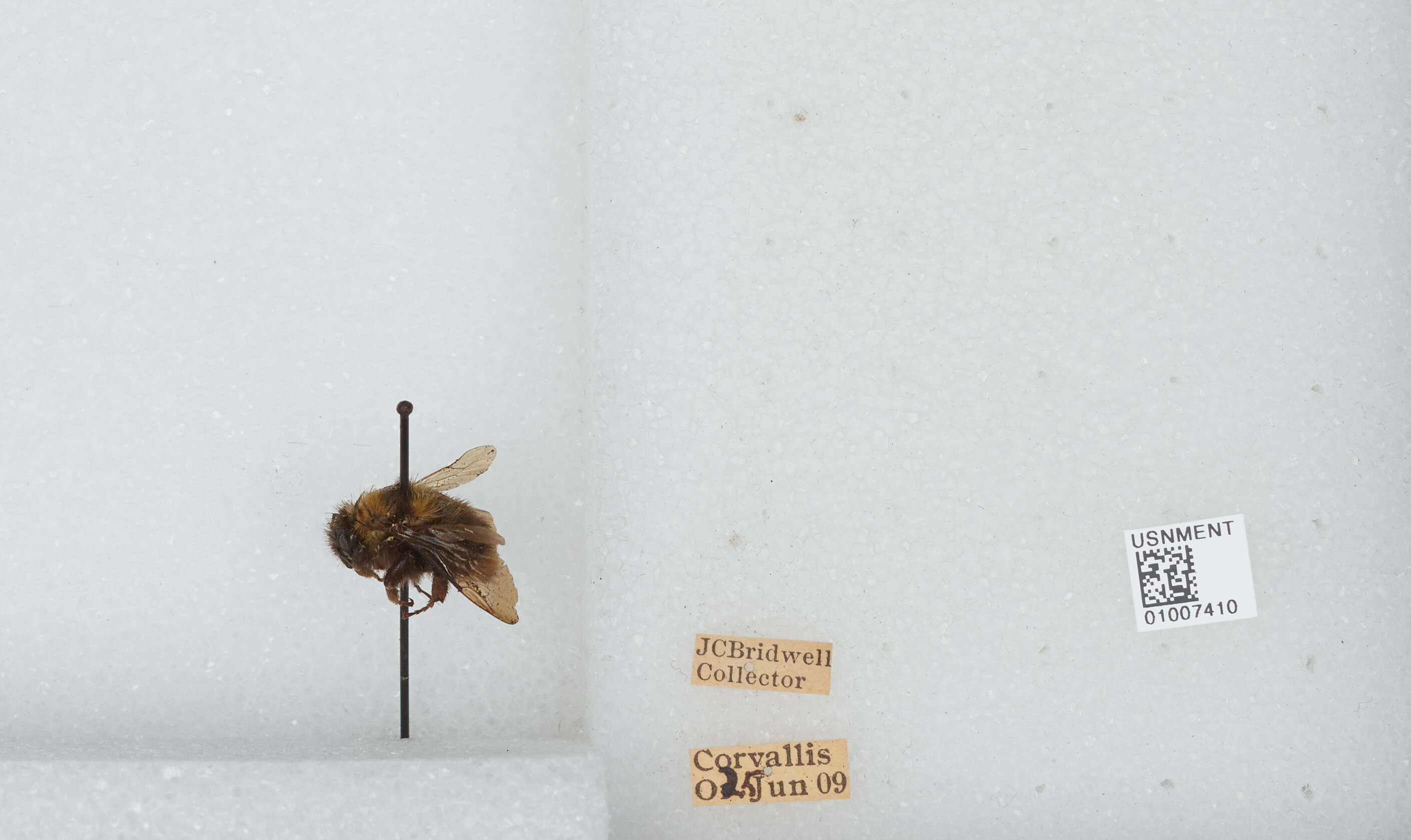 Imagem de Bombus californicus Smith 1854