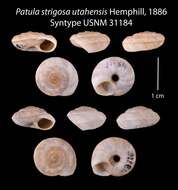 Image of Patula strigosa utahensis Hemphill