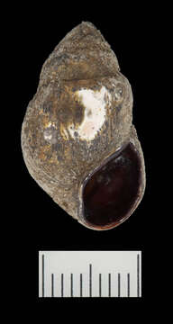 Image of Elimia ampla (Anthony 1854)