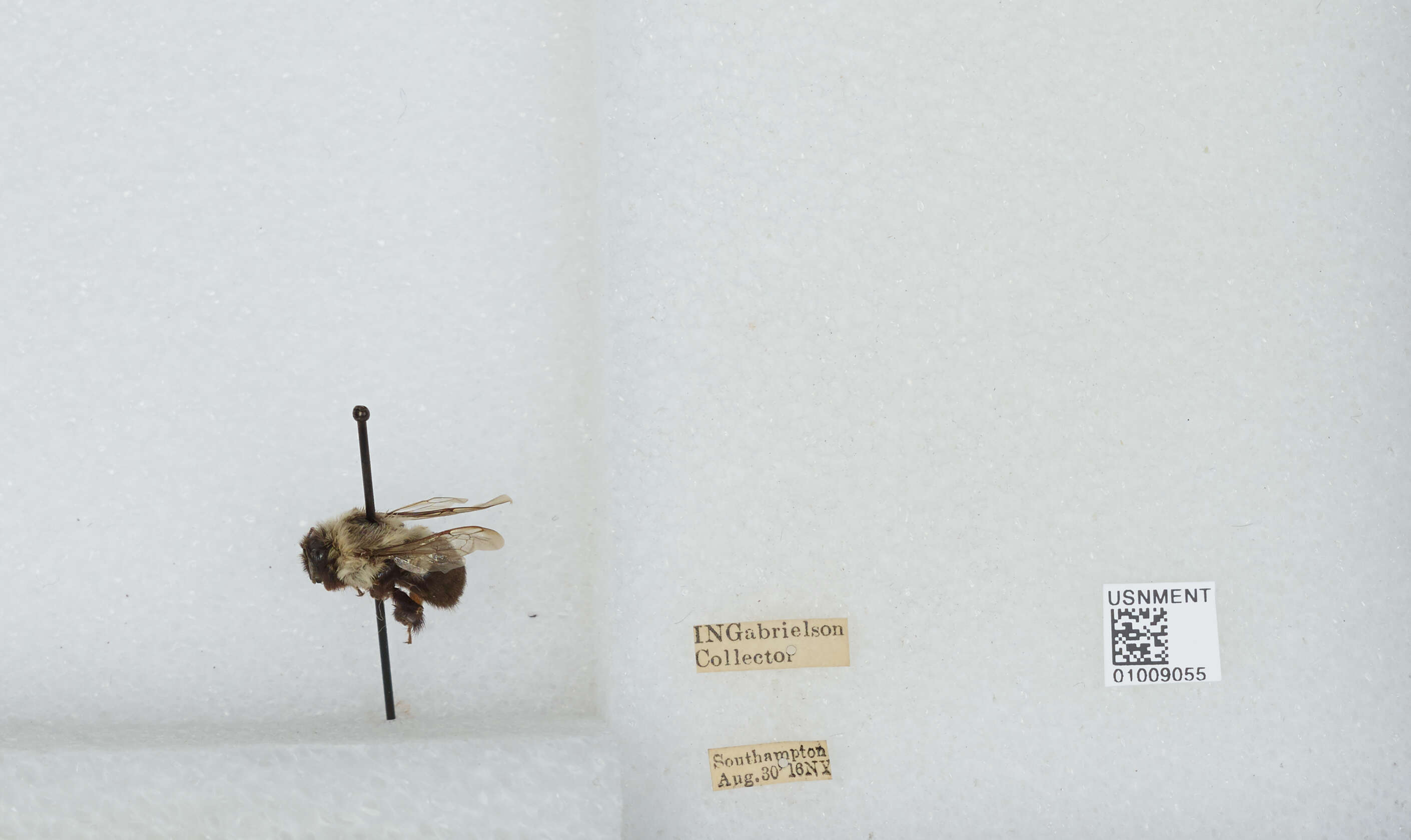 Image of Common Eastern Bumblebee