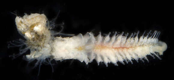 Image of Sand builder worm