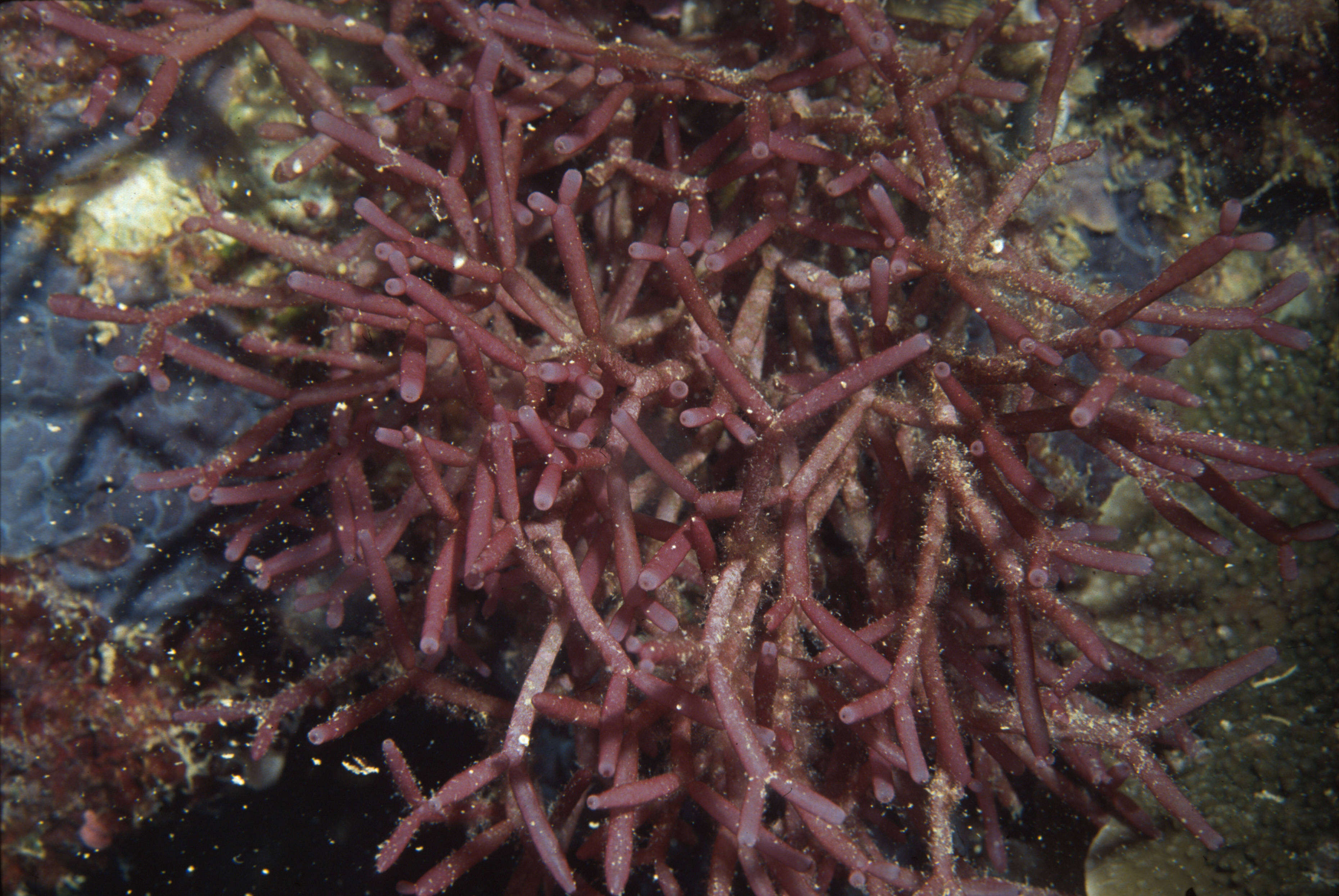 Image of Dichotomaria obtusata