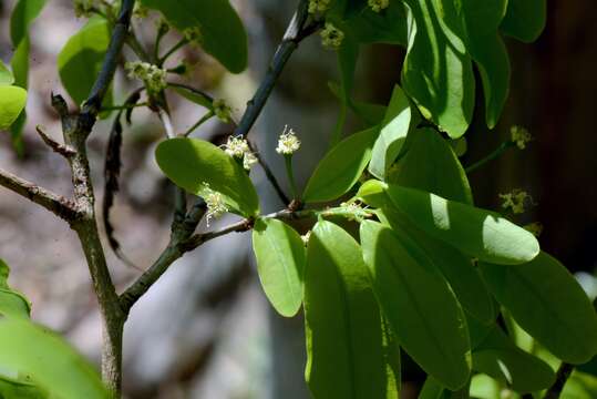 Image of Erythroxylum pelleterianum A. St.-Hil.