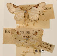 Image of Eupithecia sorda Dognin 1899