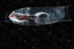 Image of cigar pteropod