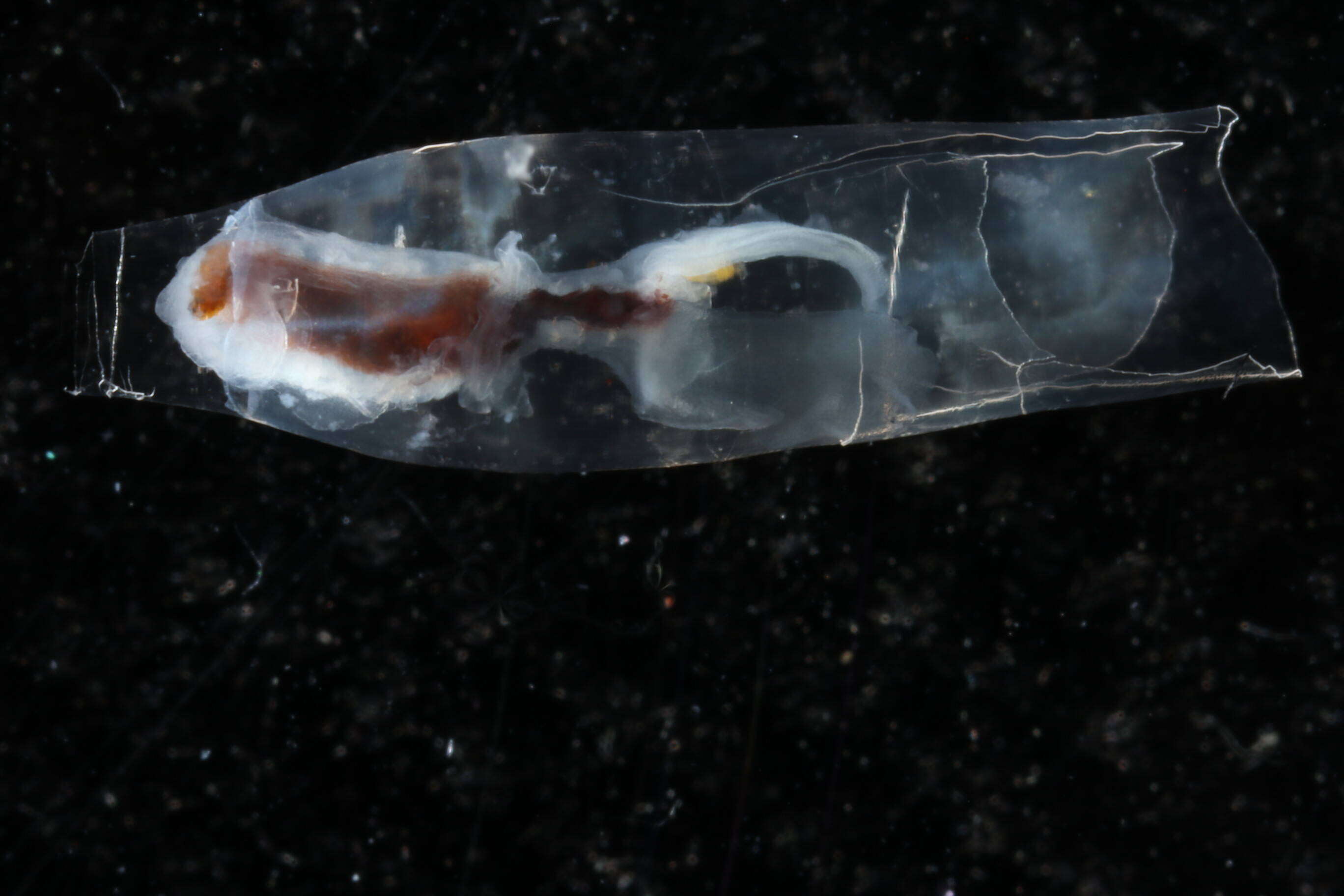 Image of cigar pteropod