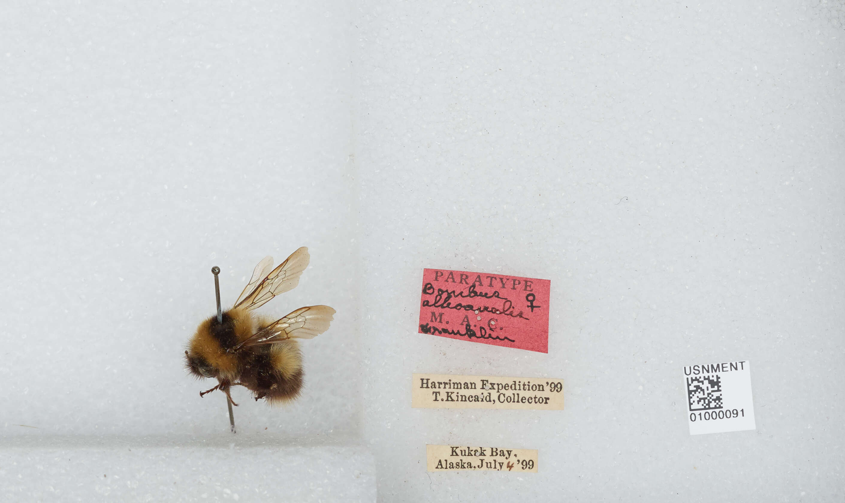 Image of Bombus jonellus (Kirby 1802)