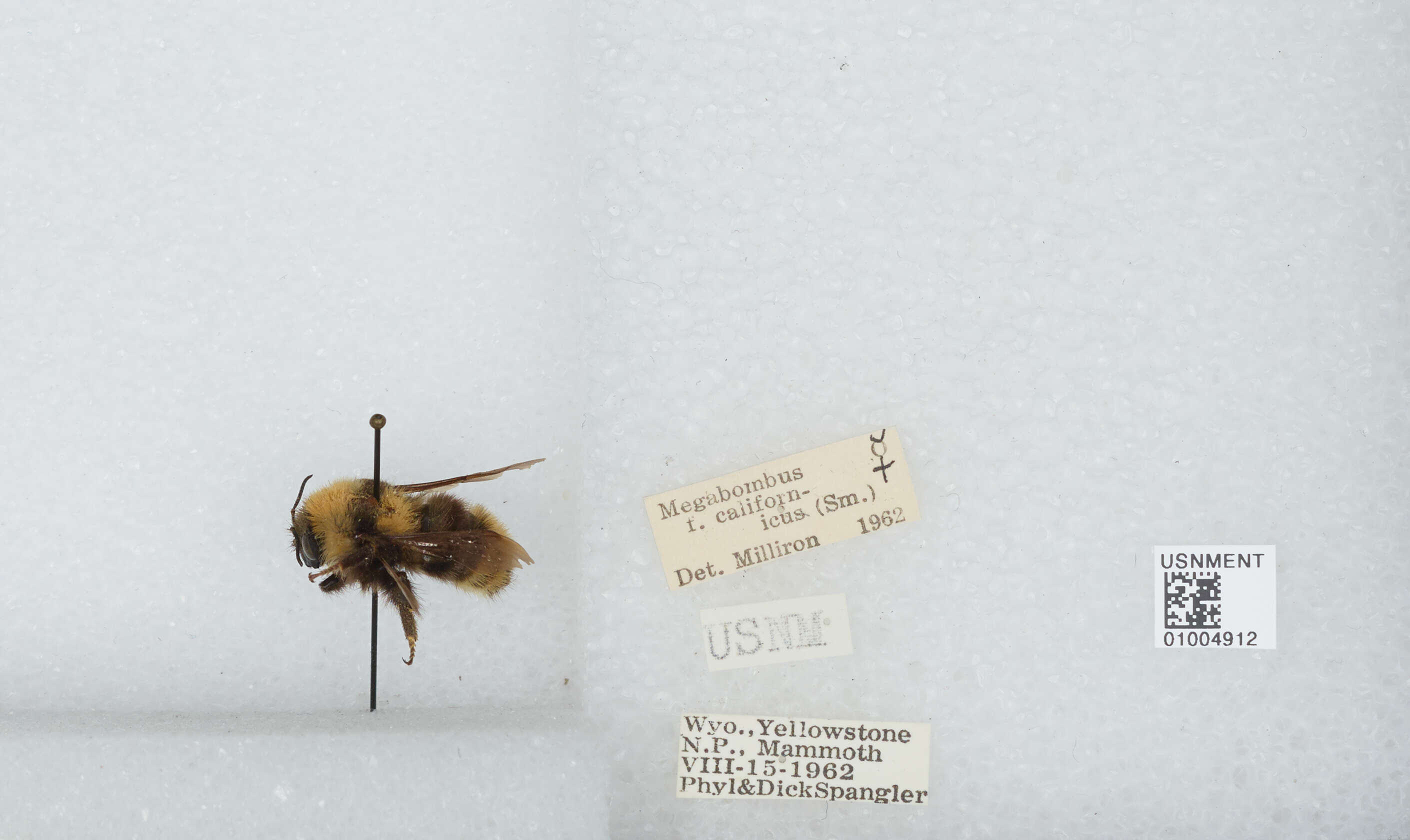 Imagem de Bombus californicus Smith 1854