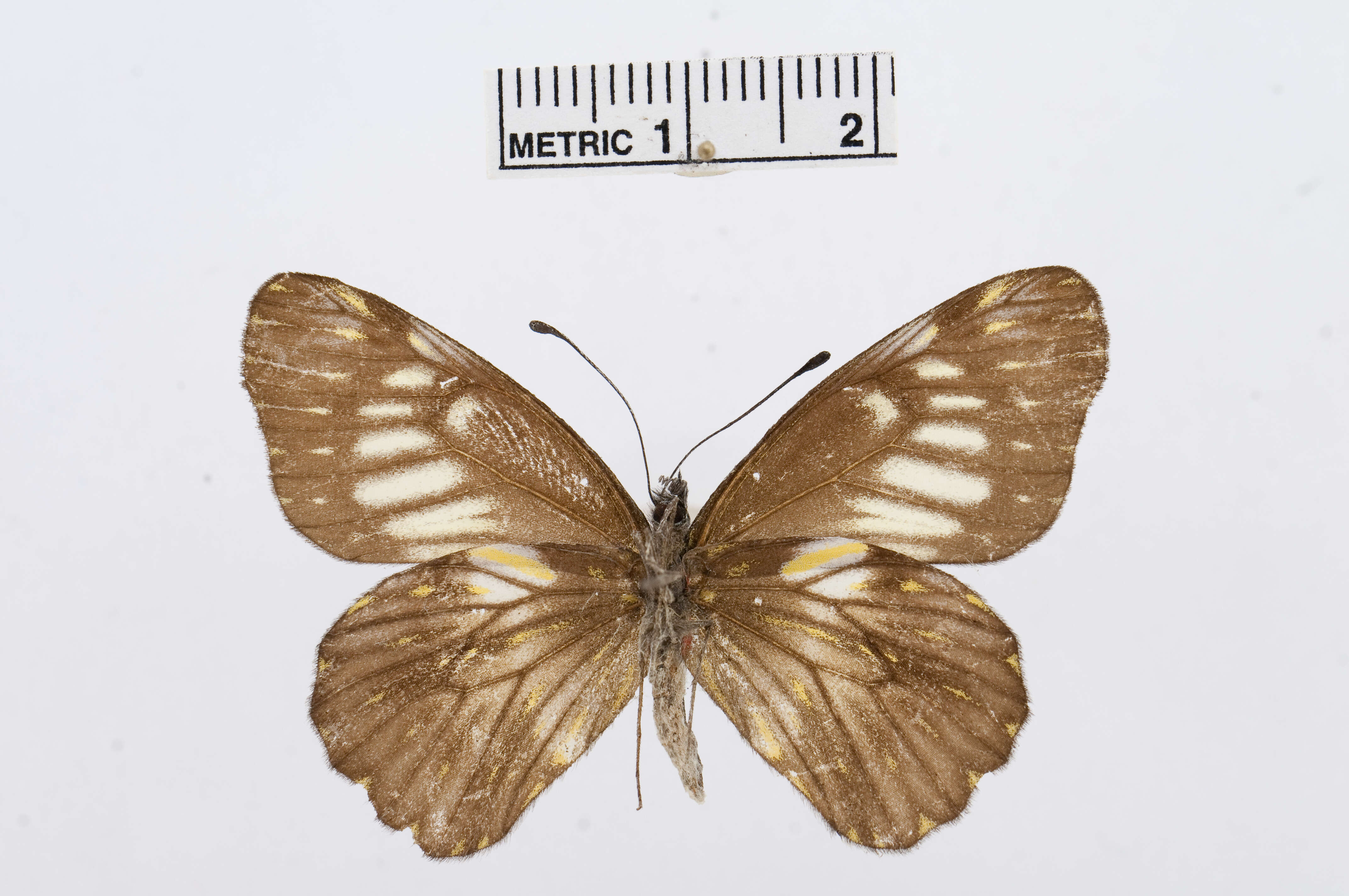 Image of Catasticta hebra (Lucas 1852)