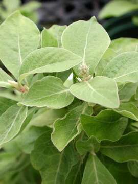 Image of Blunt Chaff Flower