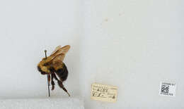 صورة Bombus bimaculatus Cresson 1864