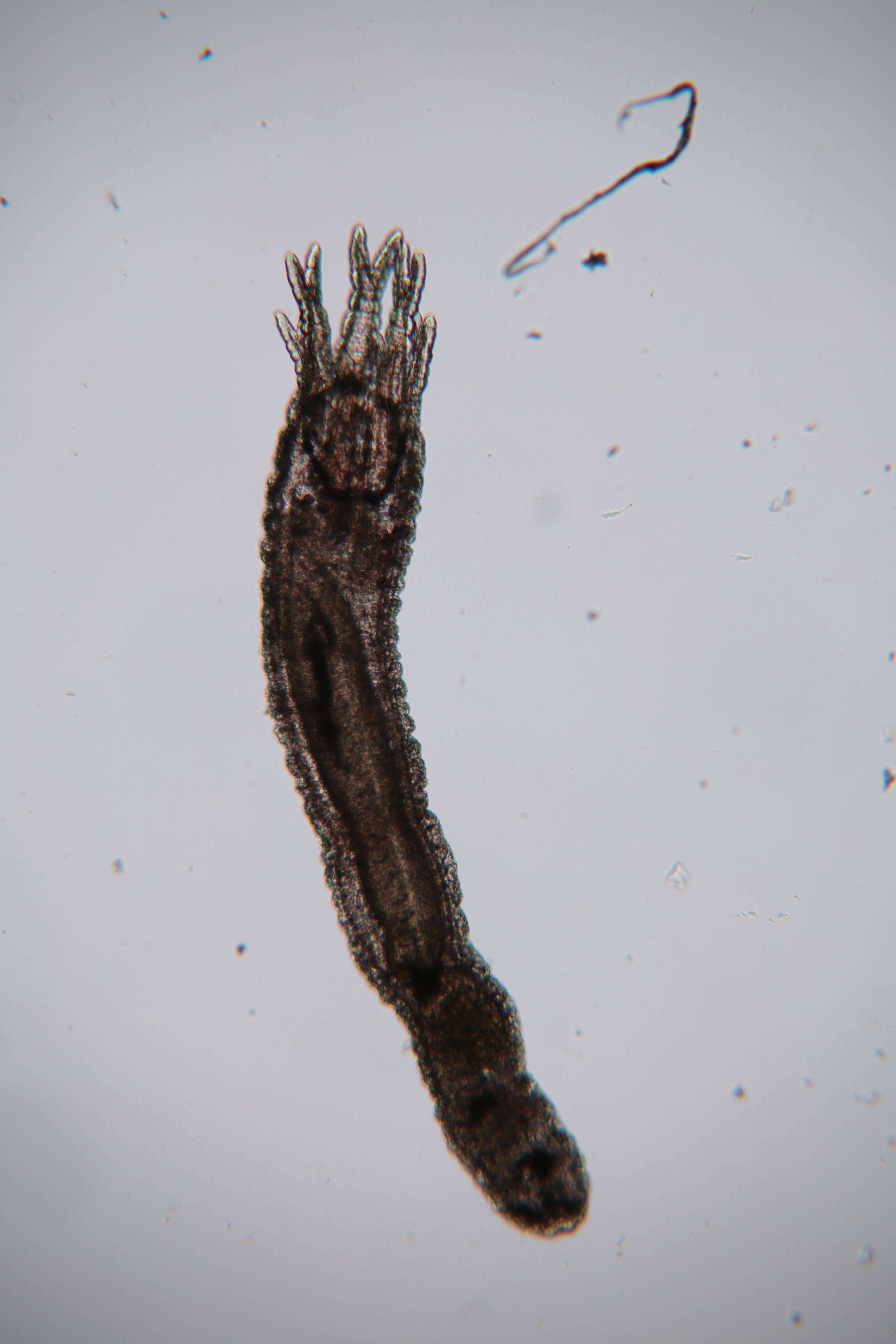 Image of Synaptidae
