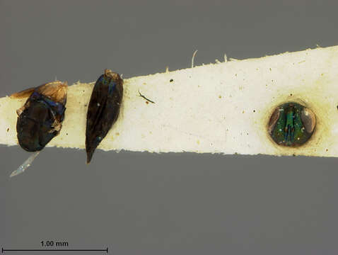 Image of Elachertodomyia