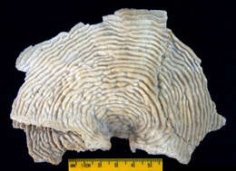 Image of serpent coral