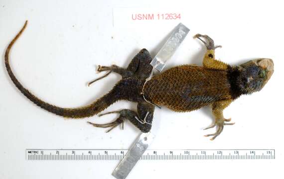 Image of Stejneger's Blackcollar Spiny Lizard