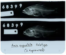 Ostorhinchus angustatus (Smith & Radcliffe 1911) resmi