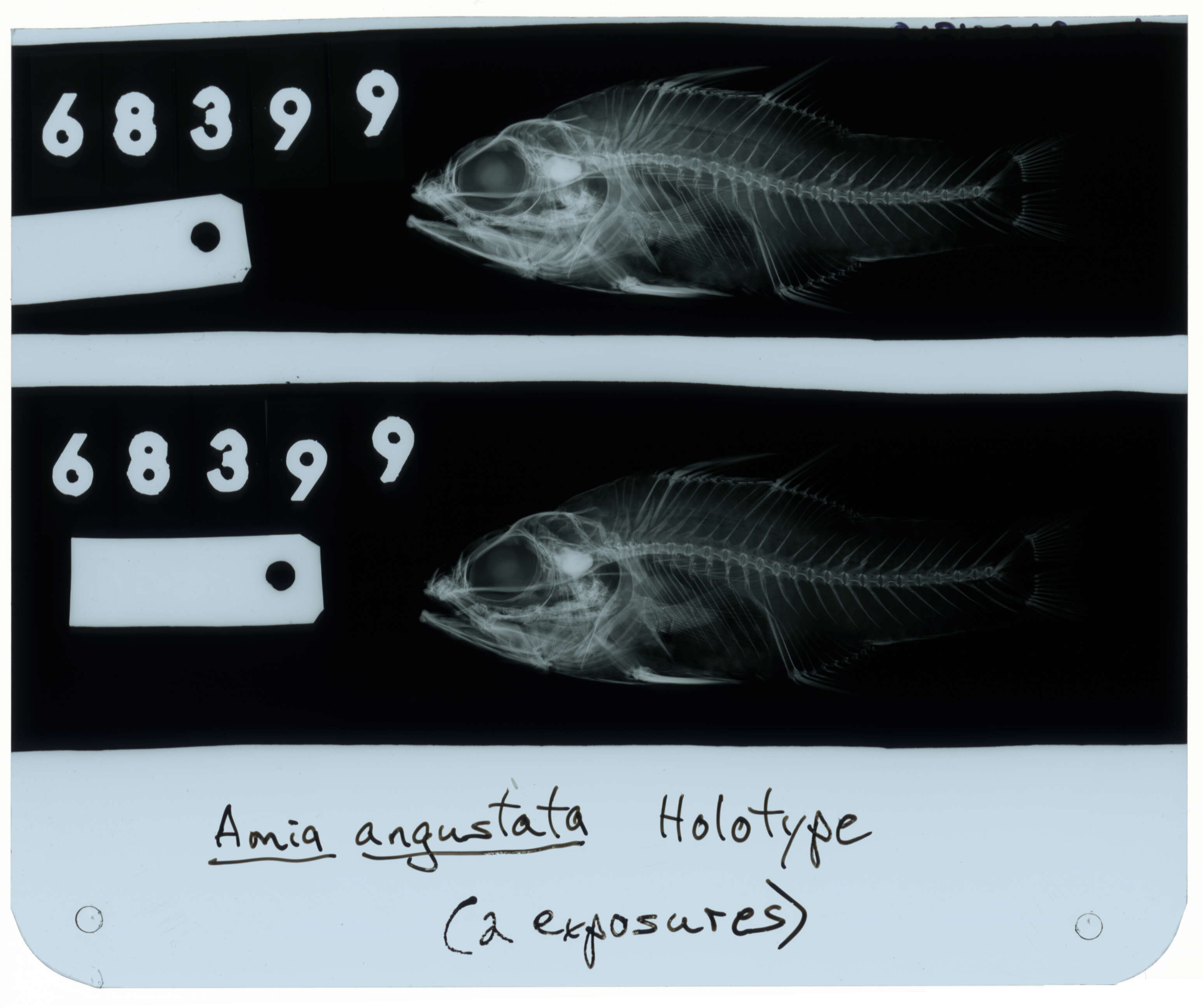 Sivun Ostorhinchus angustatus (Smith & Radcliffe 1911) kuva