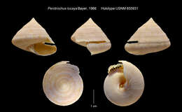 Image of Perotrochus lucaya Bayer 1965