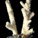 Image of Acropora millepora (Ehrenberg 1834)