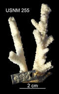 Plancia ëd Acropora millepora (Ehrenberg 1834)